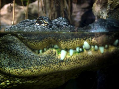 Alligator, close-up