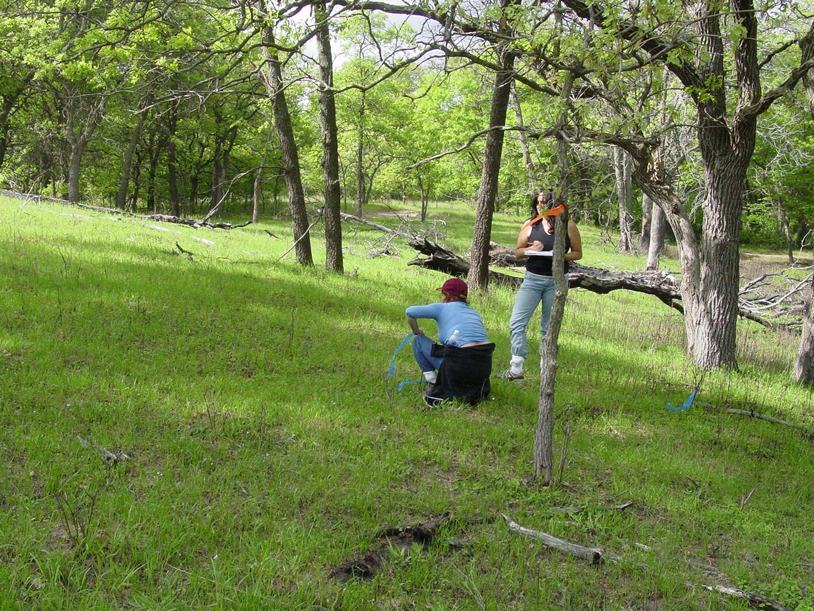 Surveying regrown vegetation after an experimental burn.