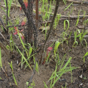 Understory resprouting after an experimental burn.
