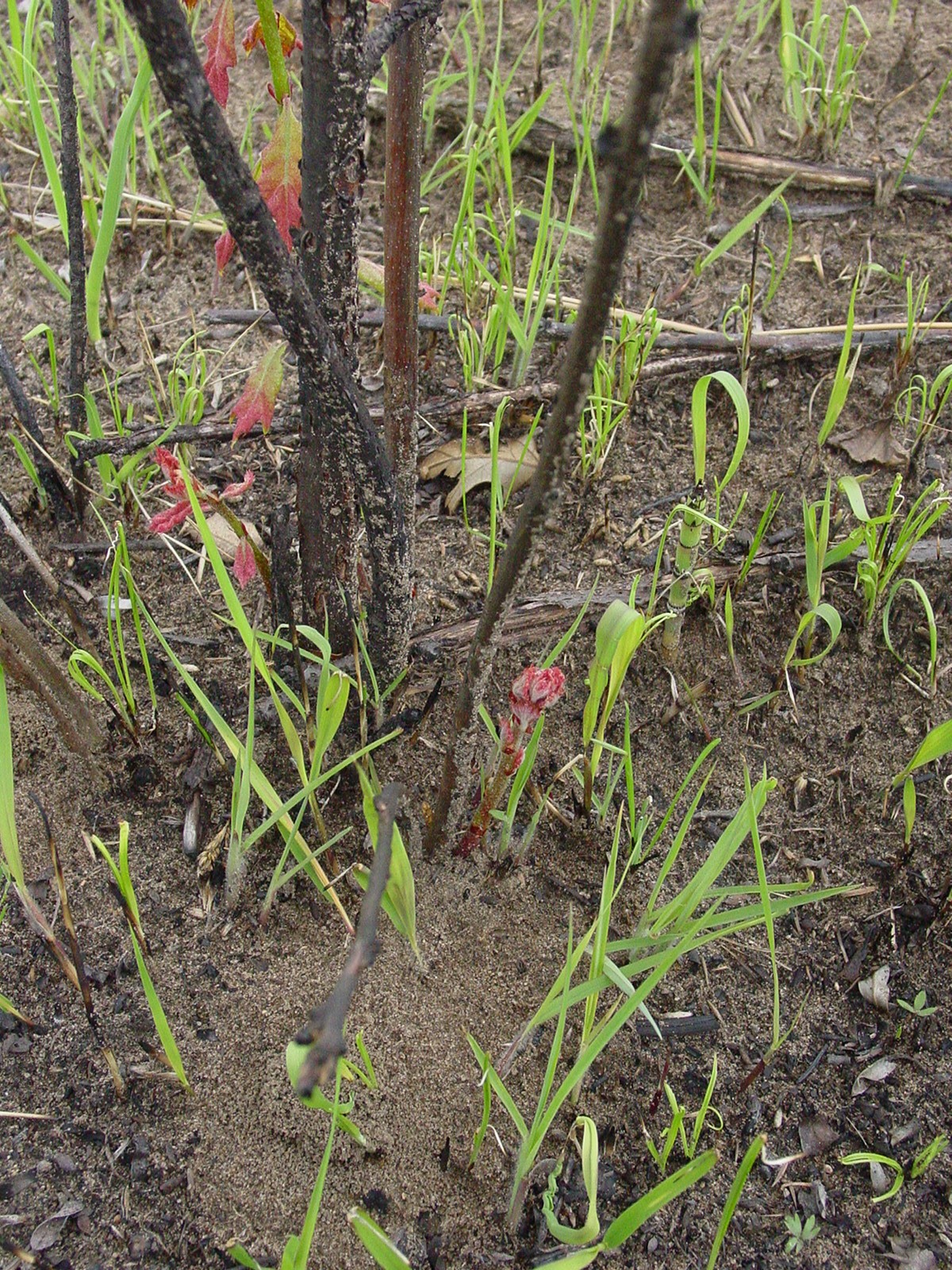 Understory resprouting after an experimental burn.