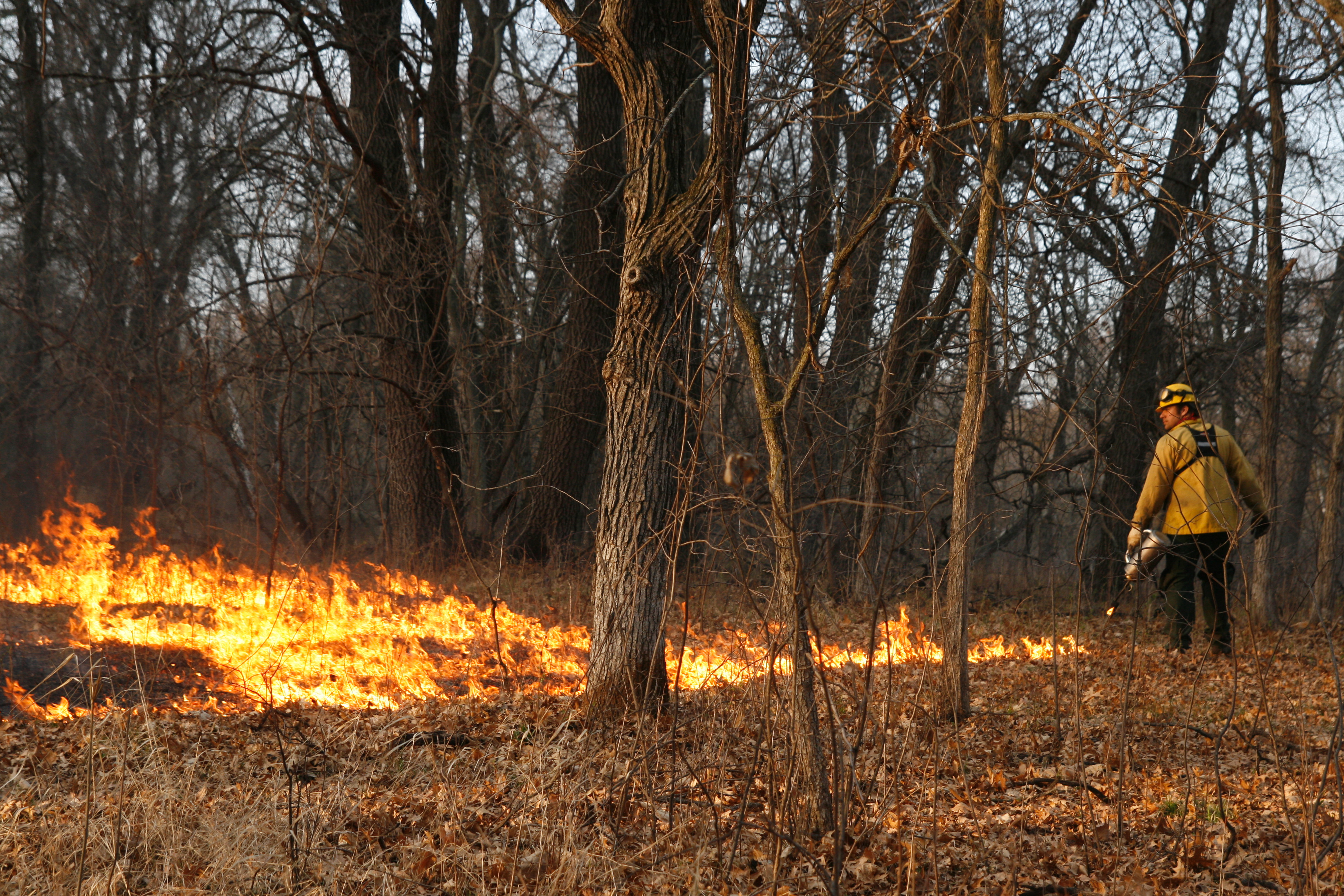 low fire in presecribed burn area under trees
