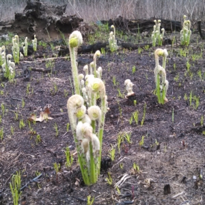 sprouts coming up after a burn