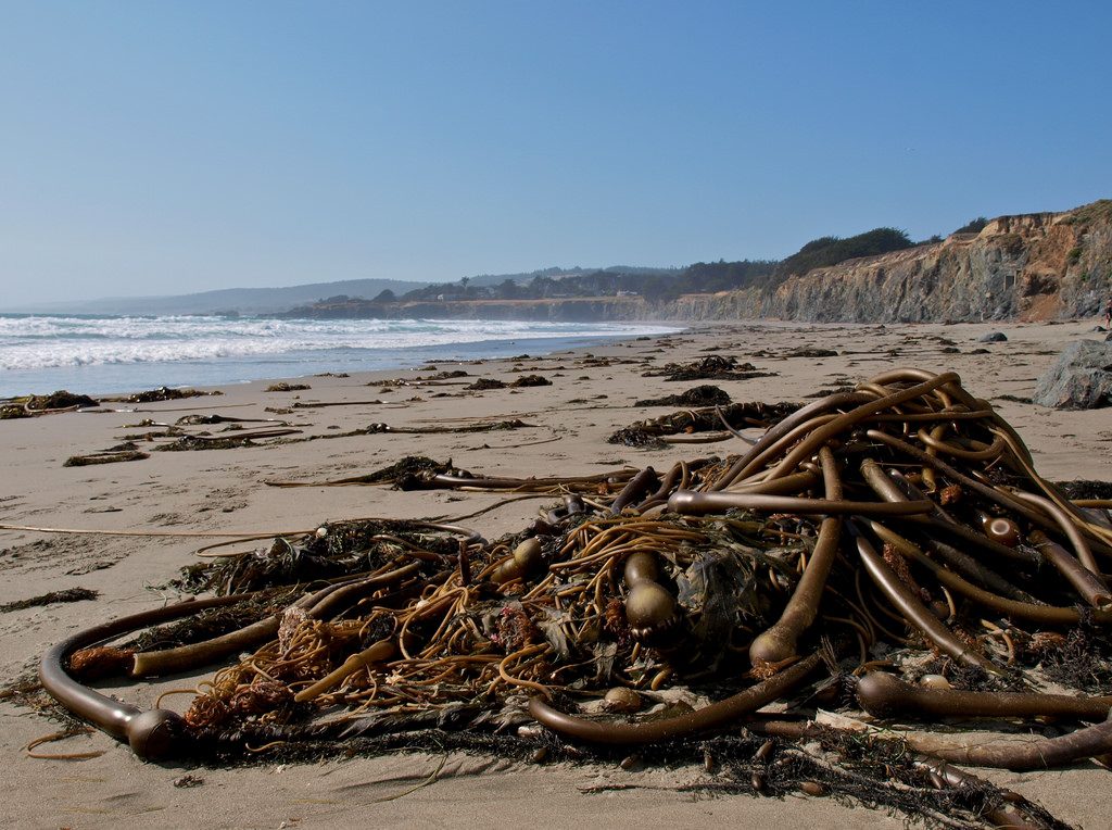 Pile of kelp fronds on a beach