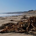 A Changing Tide: Biodiversity on Sandy Beaches