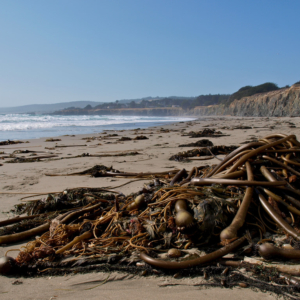 Pile of kelp fronds on a beach