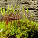 Effects of Plant Colonization on Moss-Dominated Alpine Soils