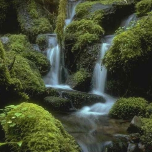 moss, rocks, logs, water