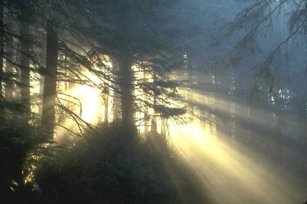 light through tall trees