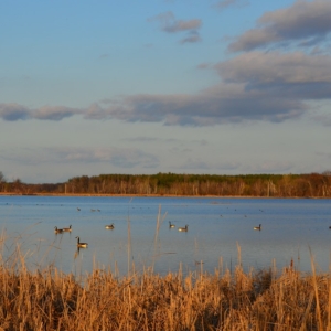 golden grasses in front of lake