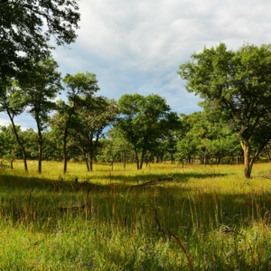 savannah grassland with trees