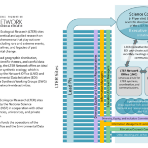 describes the relationship of network components, including sites, committees, LTER Executive Board, LTER Network Office, and Environmental Data Initiative
