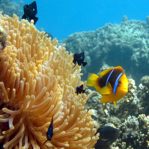 anemone fish with large clup of anemone and corals in background