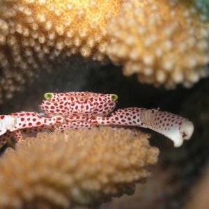 red-spotted crab in a crevice of a coral colony