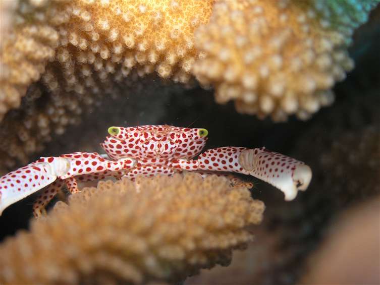 red-spotted crab in a crevice of a coral colony