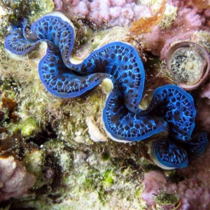 Giant clam with blue lips