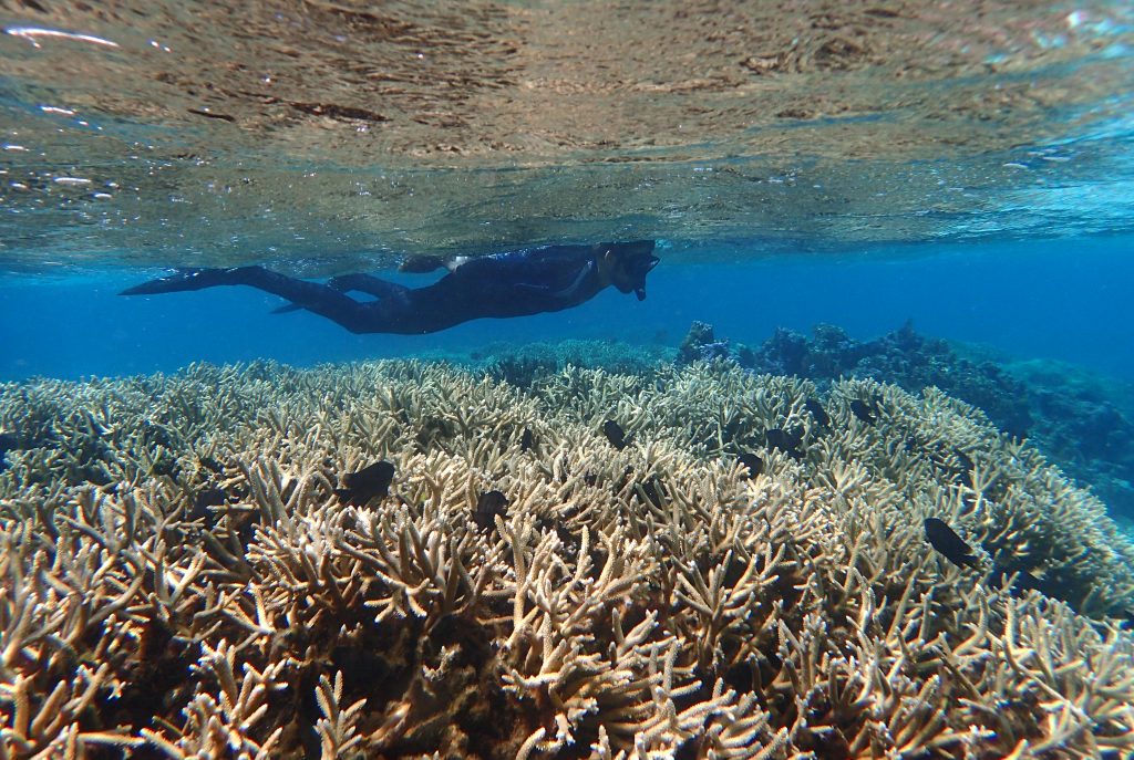 LTER Moorea Coral Reef LTER