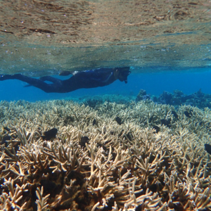 snorkeler over staghorn coral