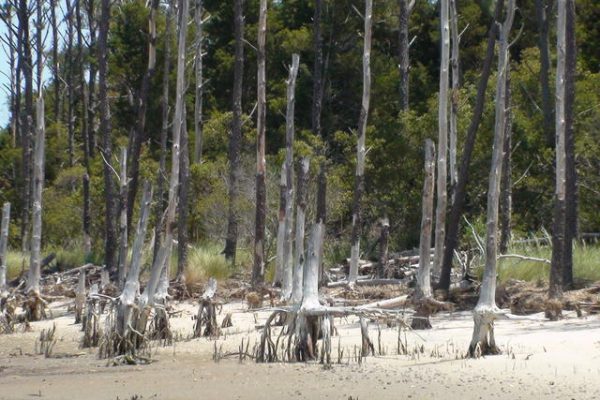 dead trees with beach eroded from around their roots