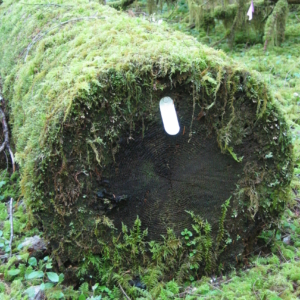 Mossy log with id tag