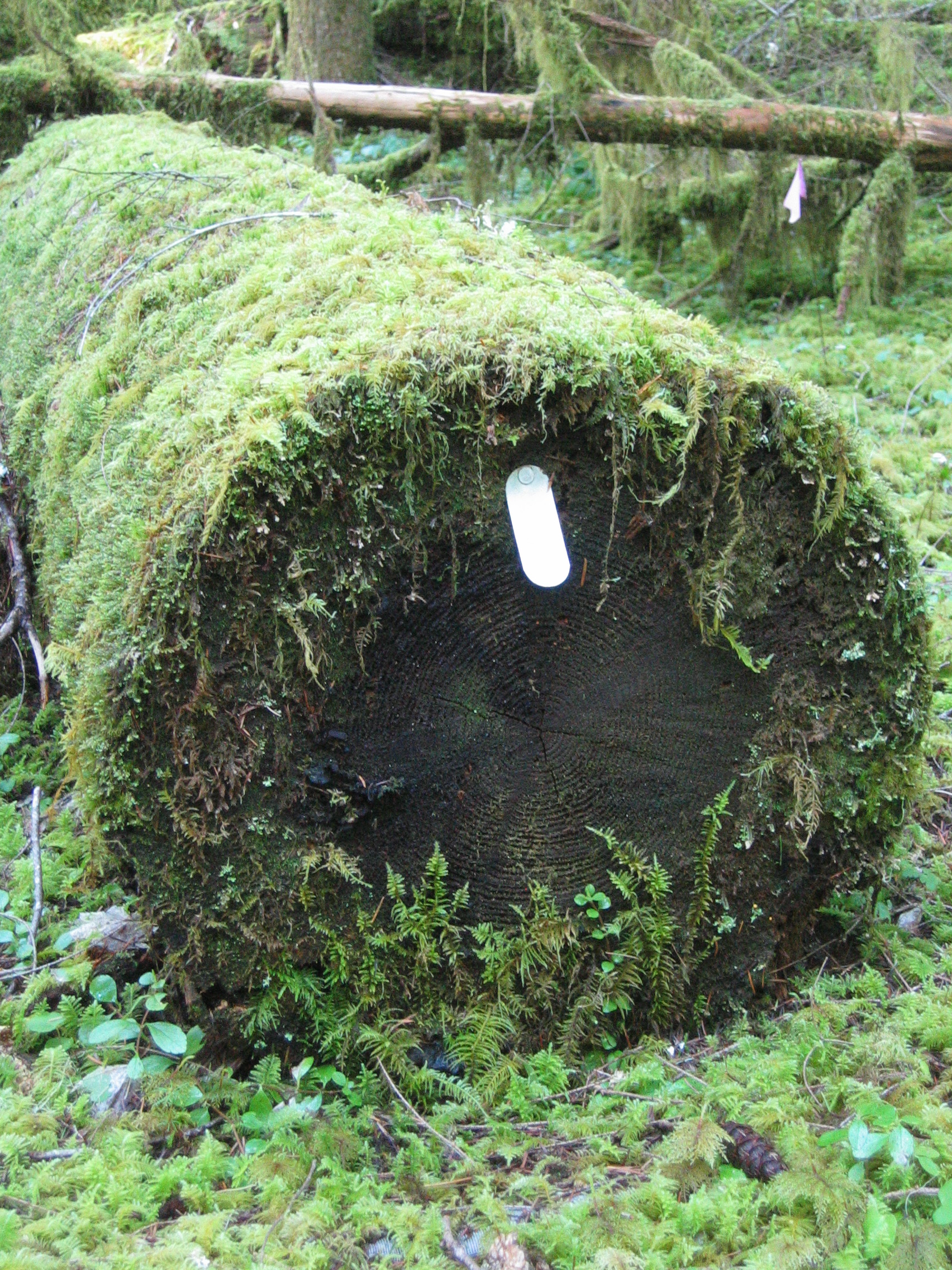 Mossy log with id tag