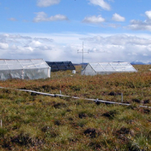 greenhouses on tussock tundra