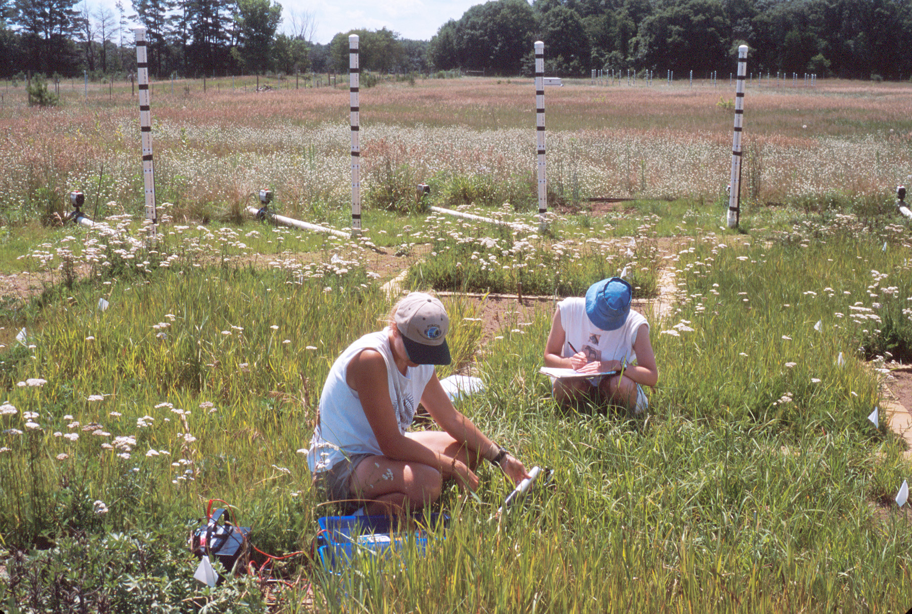 two students sampling grasses