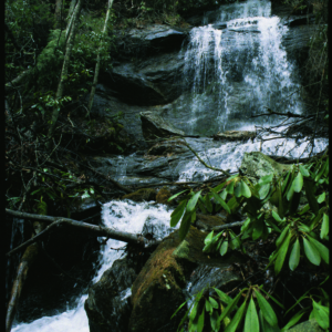 waterfall with rhododendrons