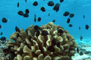 dark angelfish on coral hed