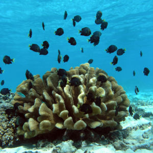 dark angelfish on coral hed
