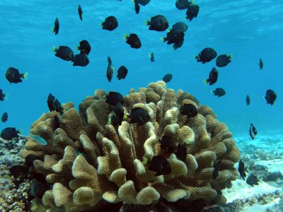 dark angelfish on coral hed