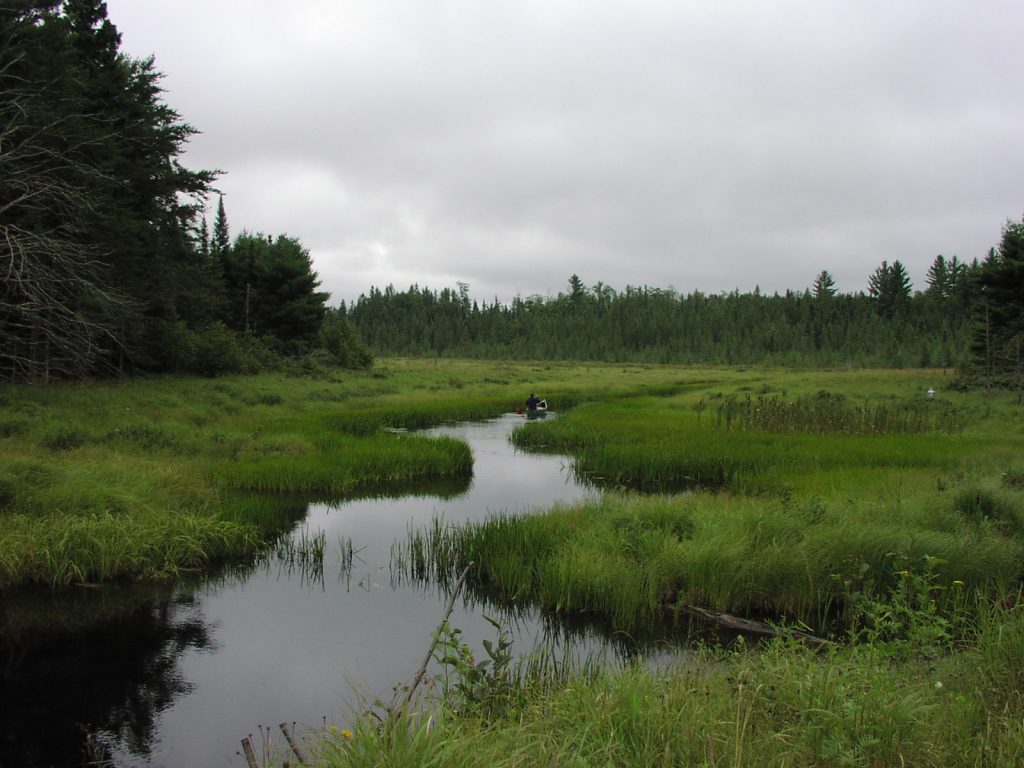 stream running through wetland