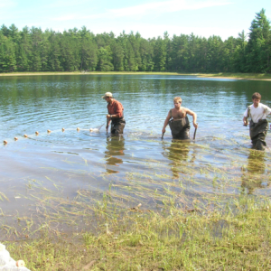 three young men seining in a shallow area of lake