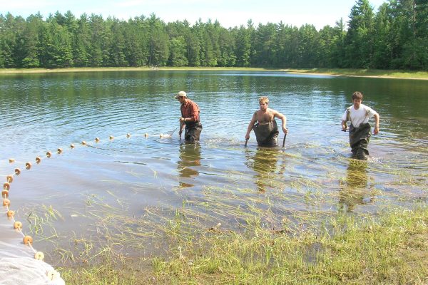 three young men seining in a shallow area of lake