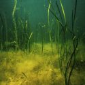 Study by FCE scientists and others say seagrasses hold key to solving climate change