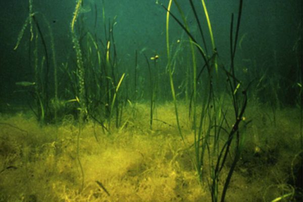 seagrass and algae on the ocean floor