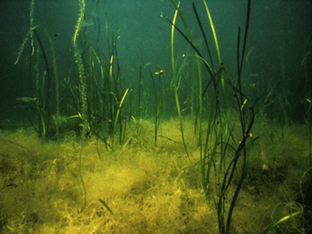 seagrass and algae on the ocean floor