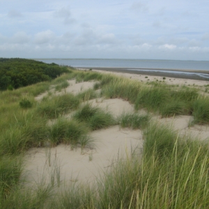 beach scene
