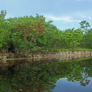 Coastal mangroves in Everglades National park