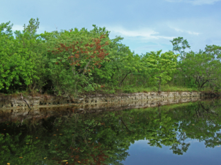 Coastal mangroves in Everglades National park