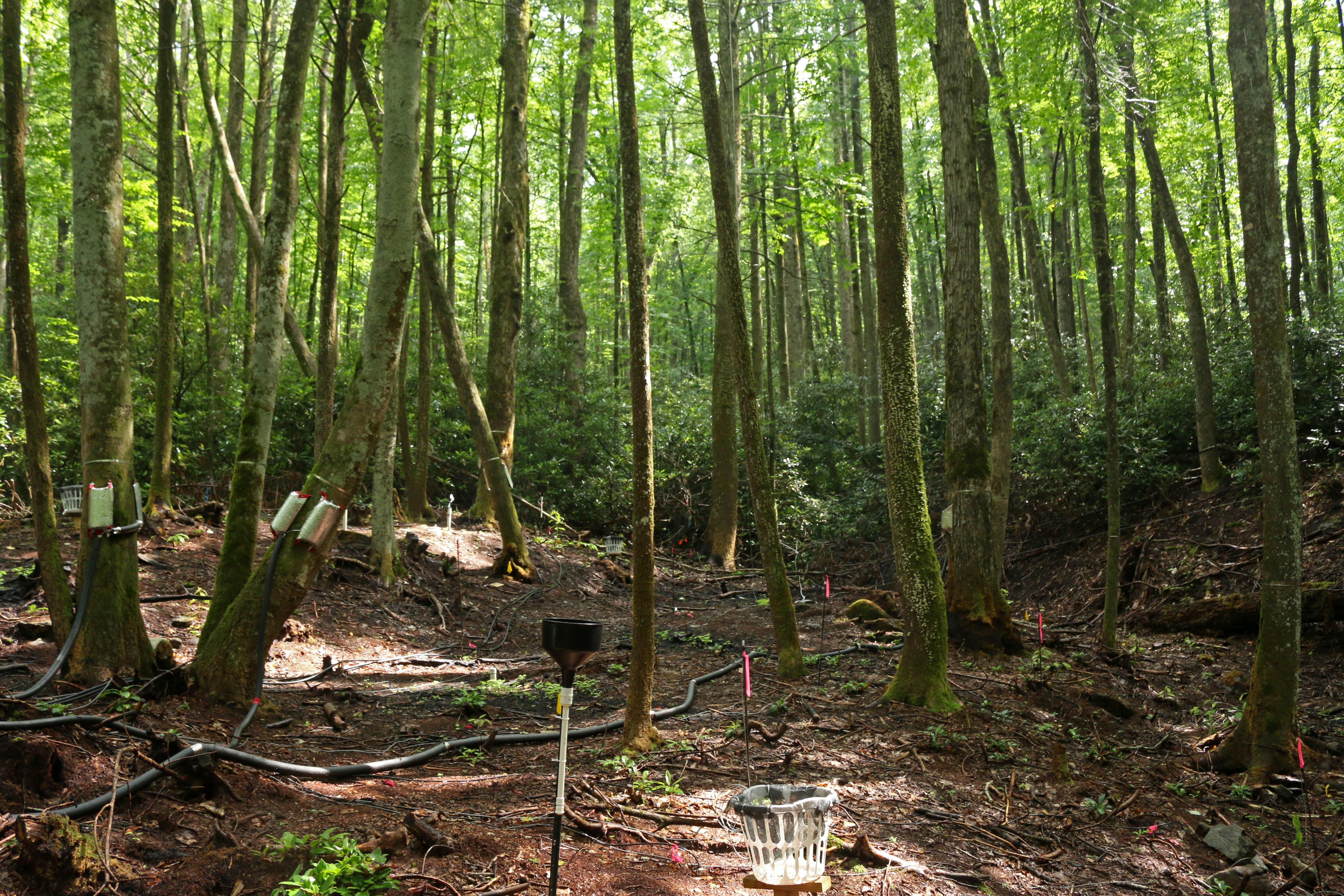 hydrologic research plot in the Southern Appalachian Mountain study area