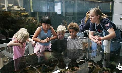 elementary students and undergraduates peer into a sea life tank