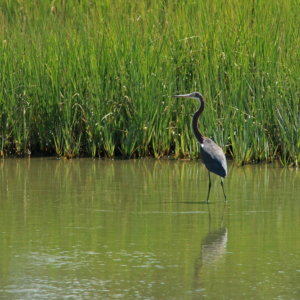 Copy of Tricolored heron heron, wading in a marsh creek