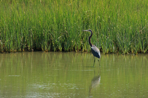 heron, wading in a marsh creek
