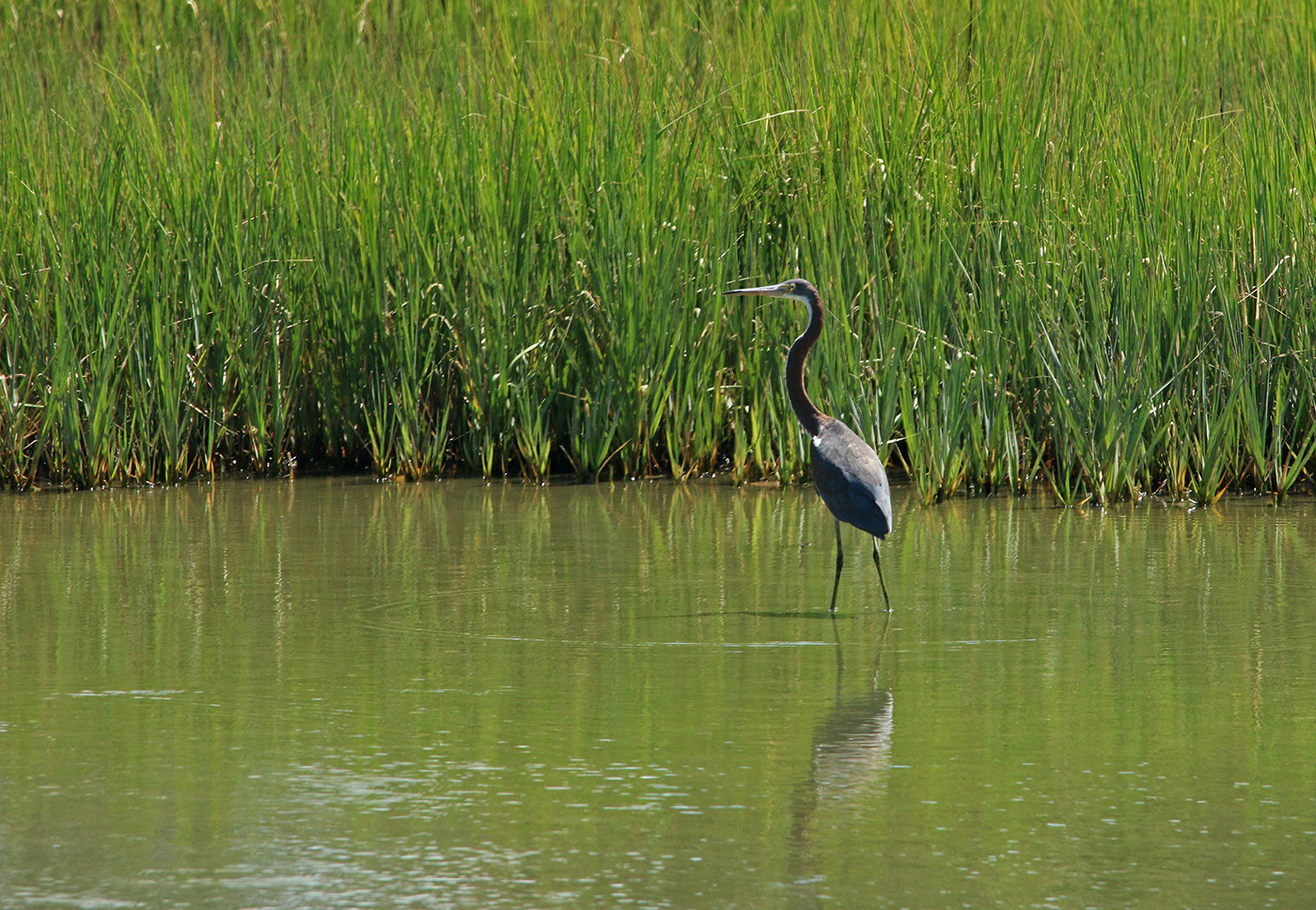heron, wading in a marsh creek