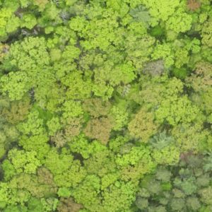 Overhead view of Harvard Forest LTER site.