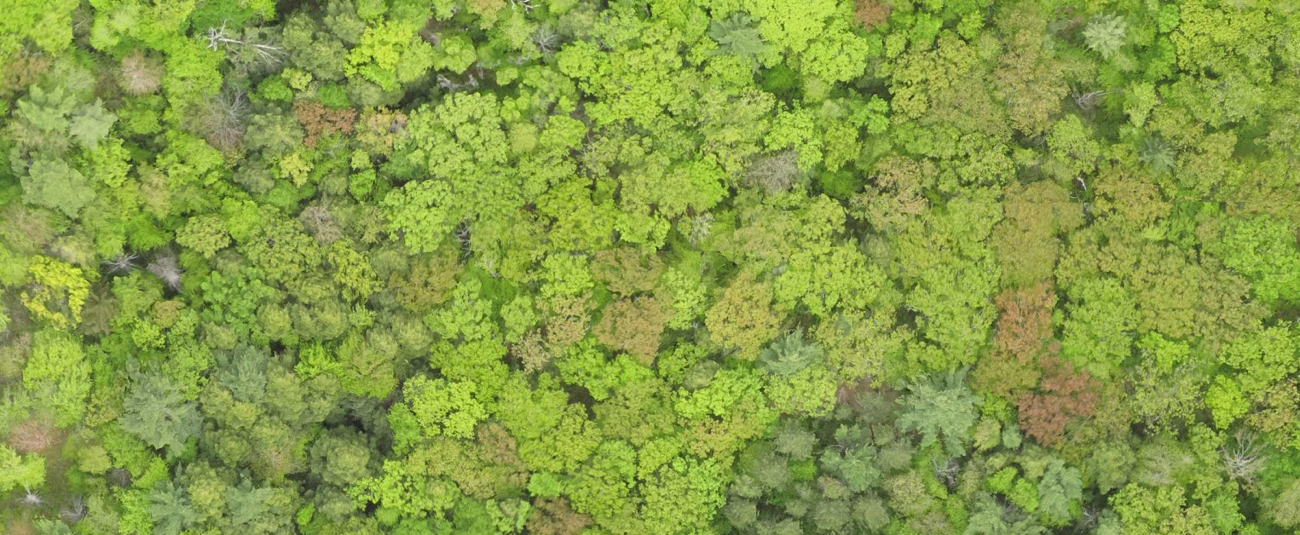 Overhead view of Harvard Forest LTER site.