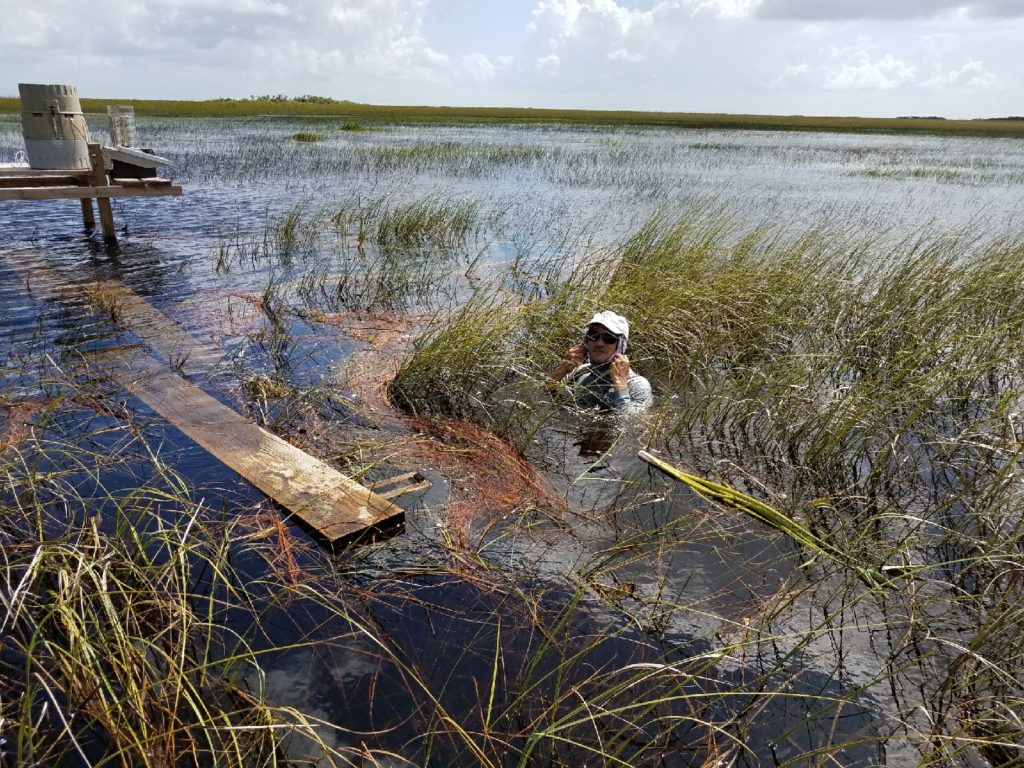 researcher up to her armpits in marshwater