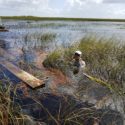 Two LTER Sites Emerge from Hurricanes Intact