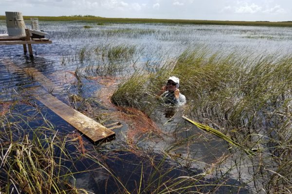 researcher up to her armpits in marshwater