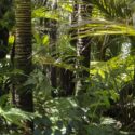 Water is key to tropical forest carbon storage